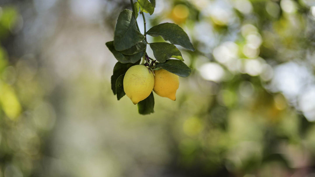 Smagen af Siciliens haver og citruslunde