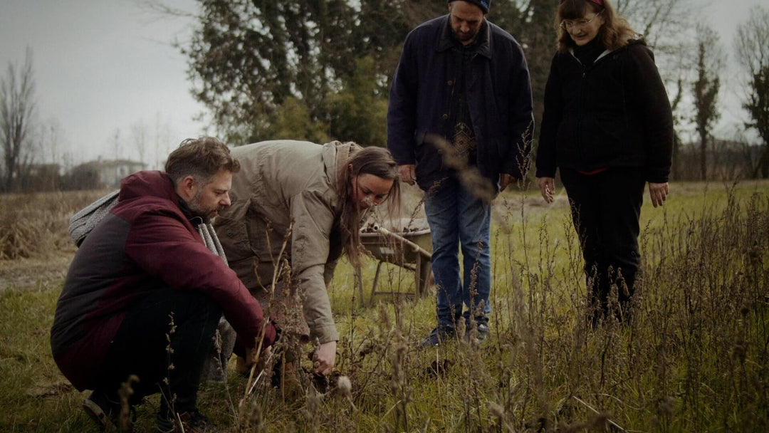 Radicchio fra Treviso: Vinterens delikatesse